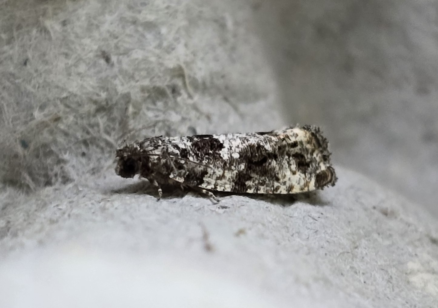 Photo of Poplar Shoot (Gypsonoma oppressana)